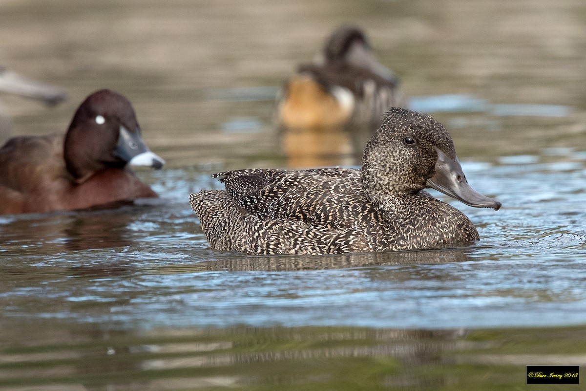 Freckled Duck - ML108880091