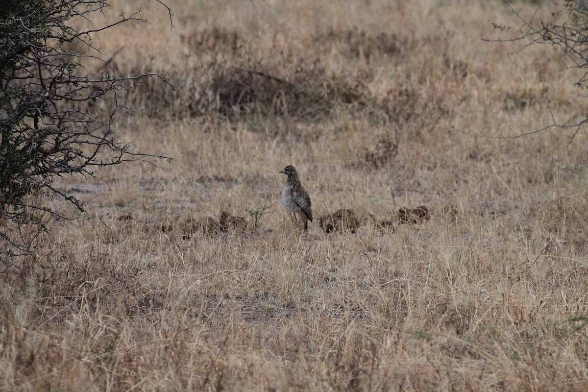 Spotted Thick-knee - ML108883531