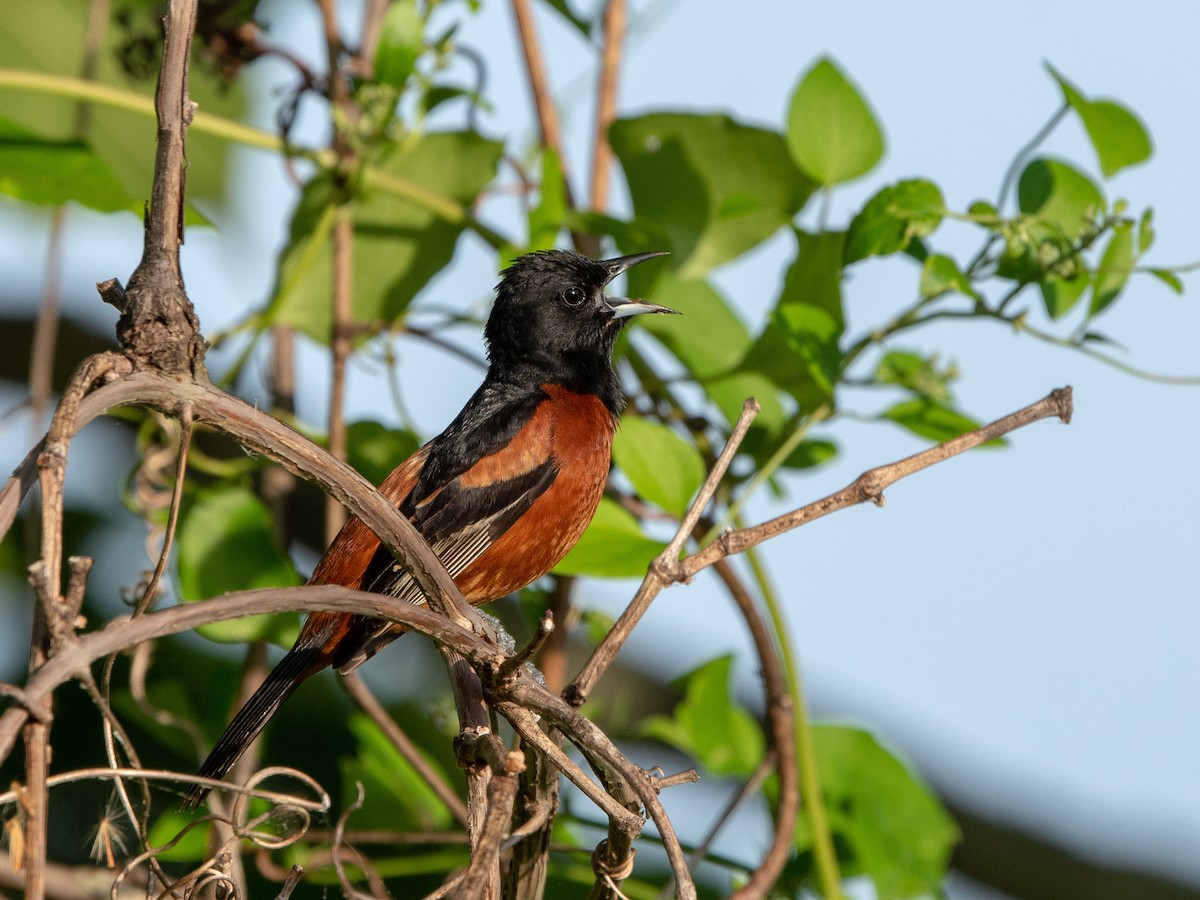 Orchard Oriole - ML108884001