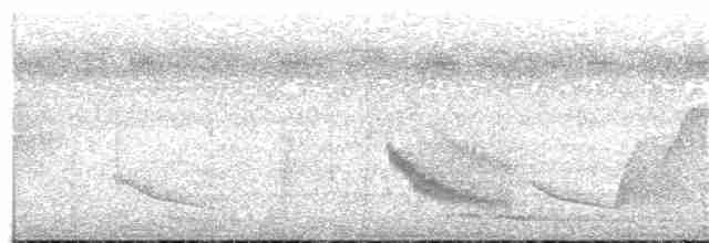 Braunweiß-Ameisenvogel - ML108886641