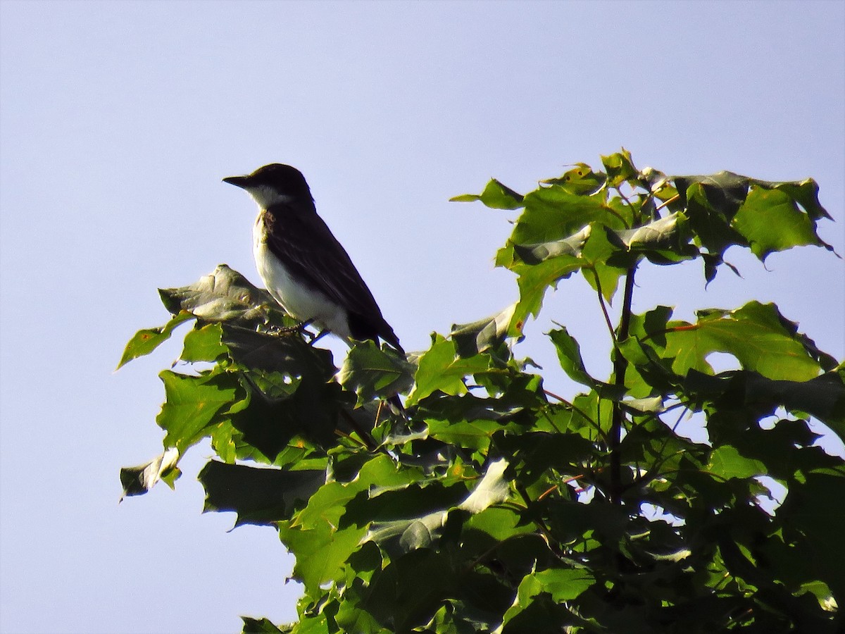 Eastern Kingbird - A. Laquidara