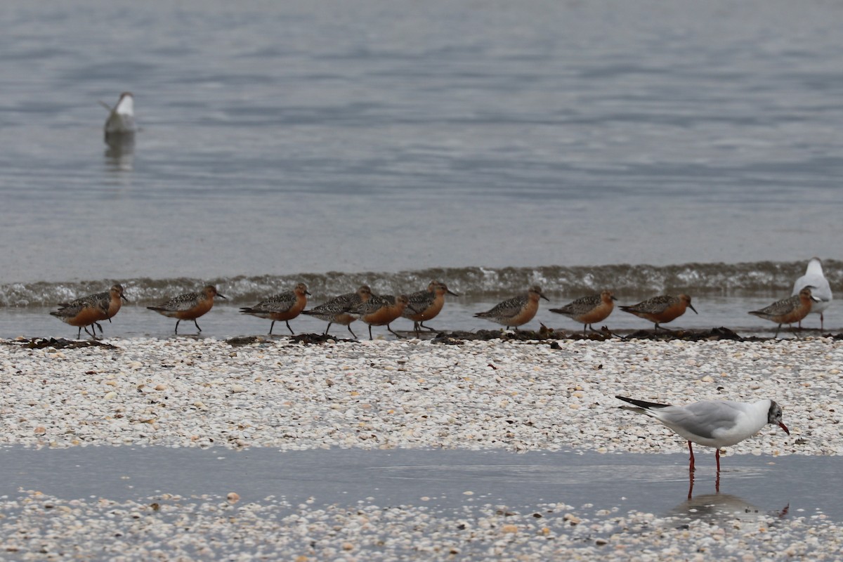 Red Knot - ML108891181