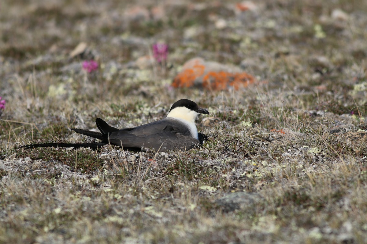 Long-tailed Jaeger - ML108891491