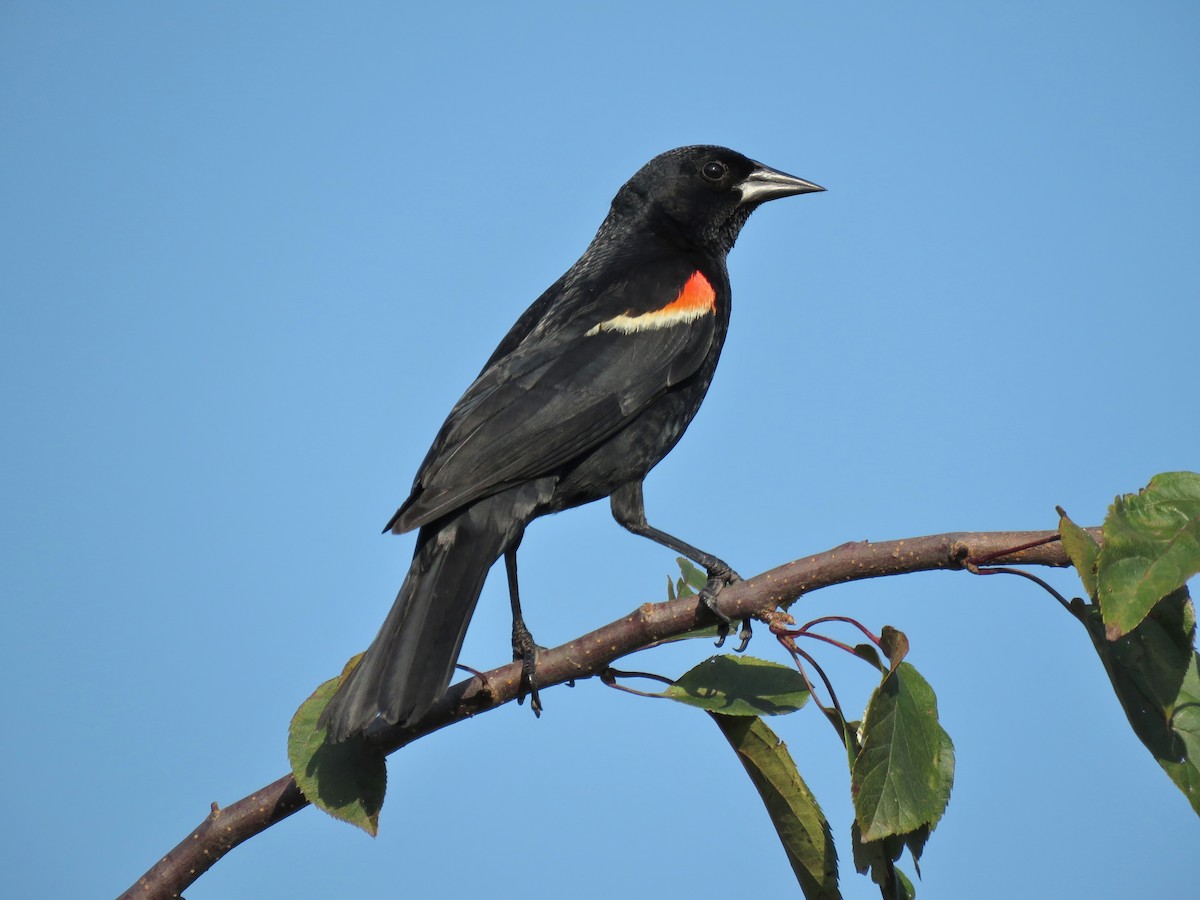 Red-winged Blackbird - Mark Goodwin