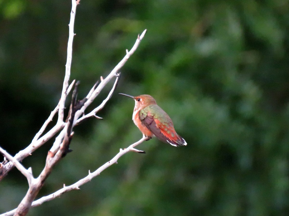 Rufous Hummingbird - ML108893371