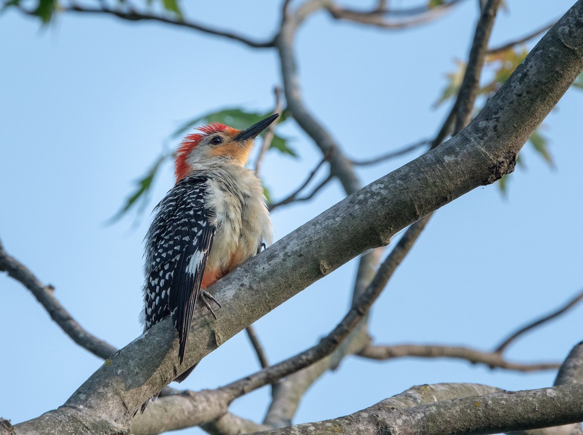 Red-bellied Woodpecker - William Higgins