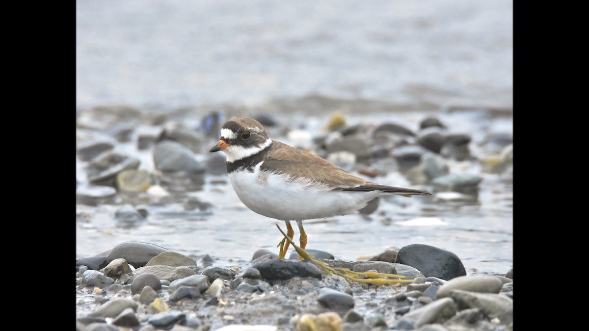 Semipalmated Plover - ML108895751