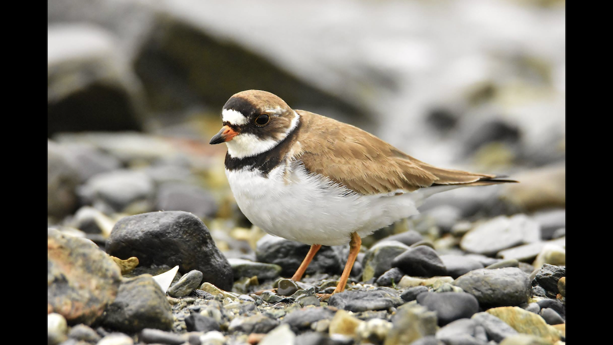 Semipalmated Plover - ML108895761