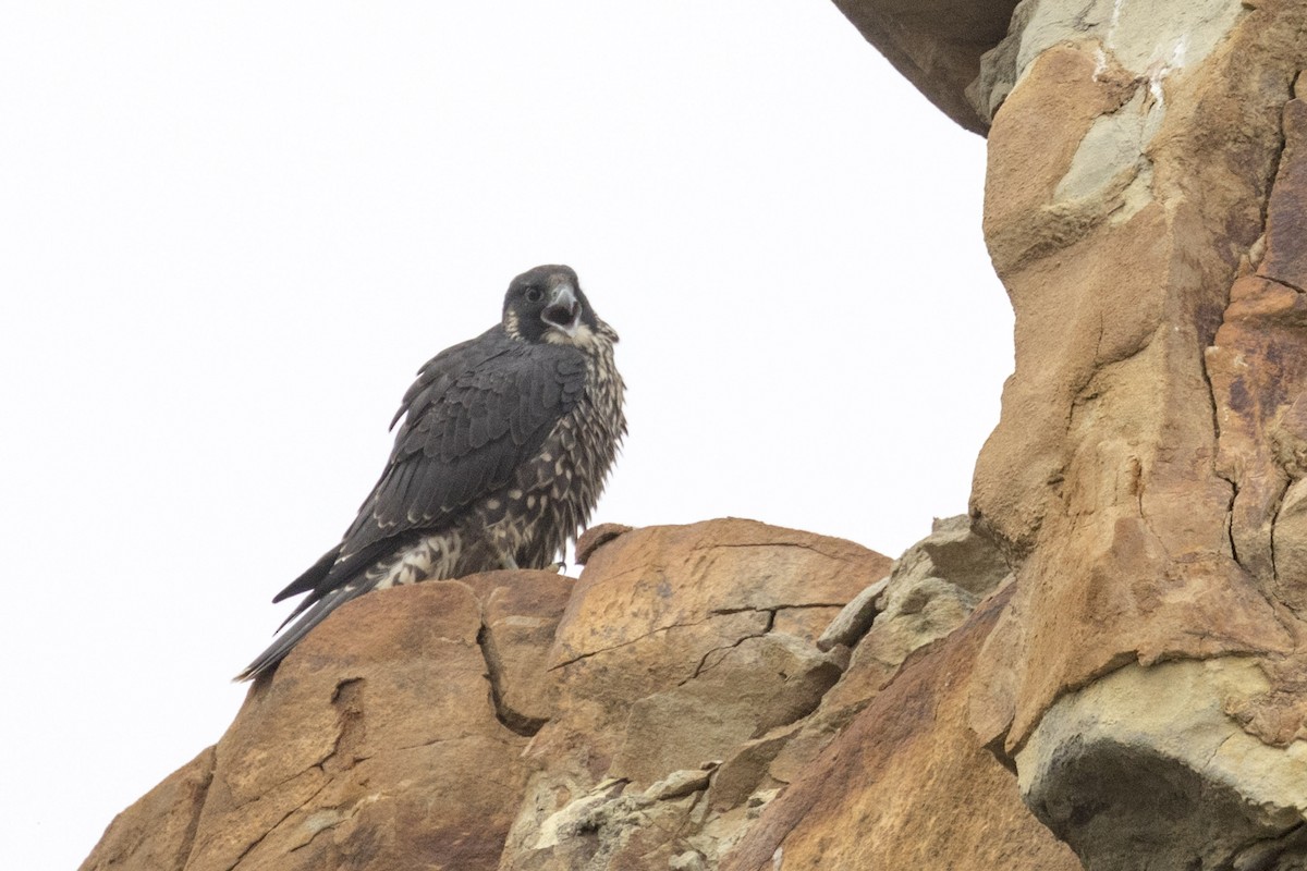 Peregrine Falcon (Peale's) - ML108899761