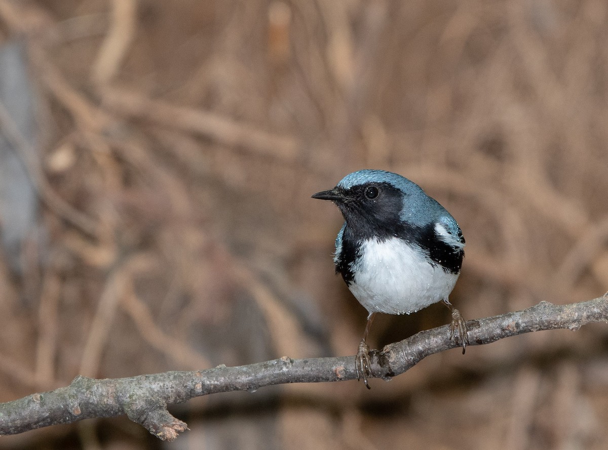 Black-throated Blue Warbler - William Higgins