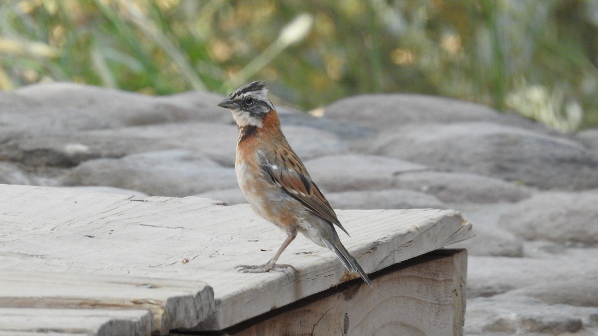 Rufous-collared Sparrow - ML108905511