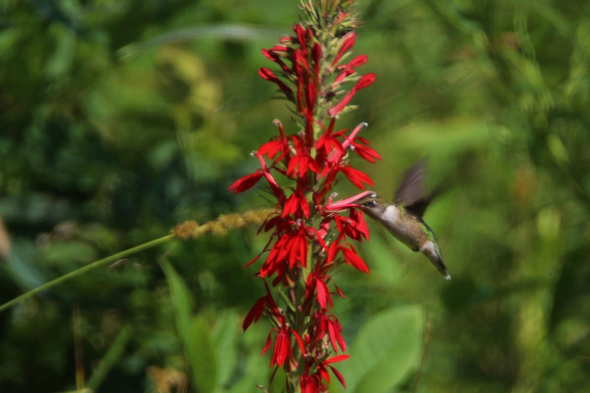 Ruby-throated Hummingbird - Sandy C