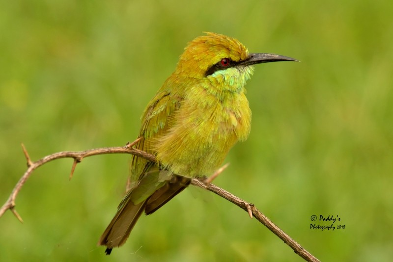 Asian Green Bee-eater - ML108907031