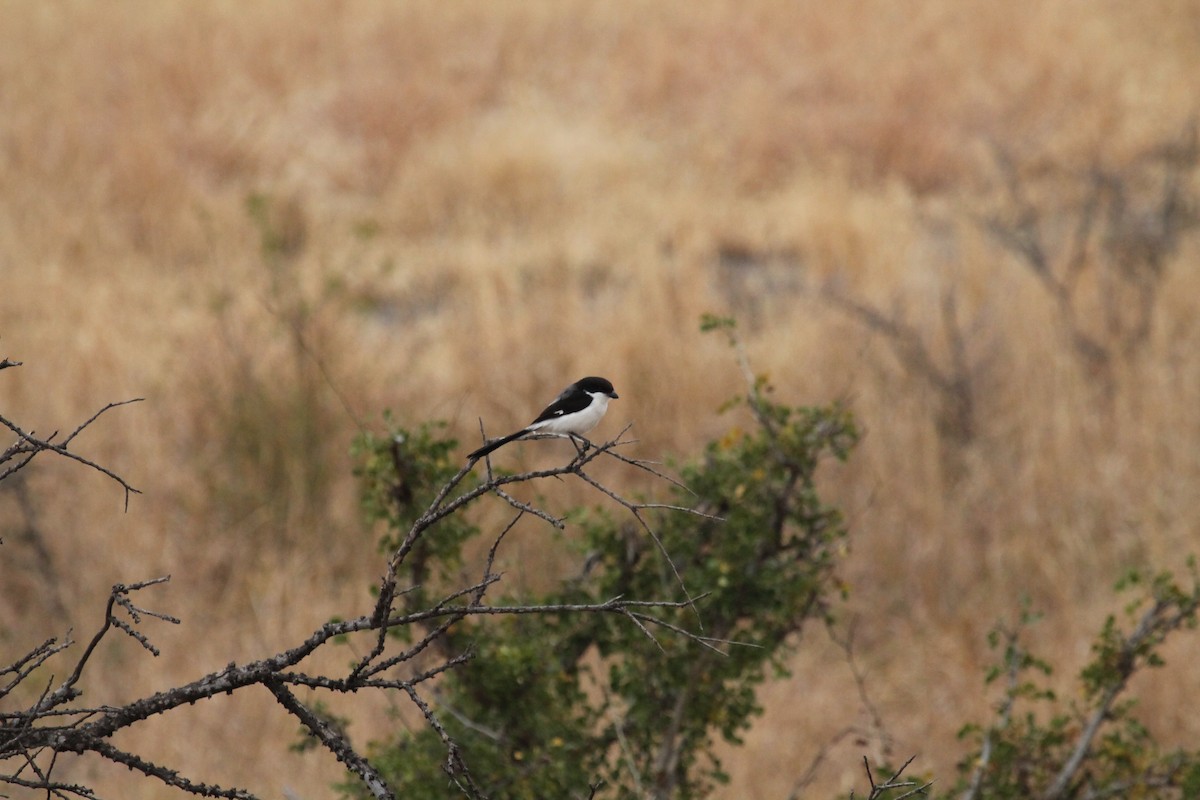 Long-tailed Fiscal - ML108907611