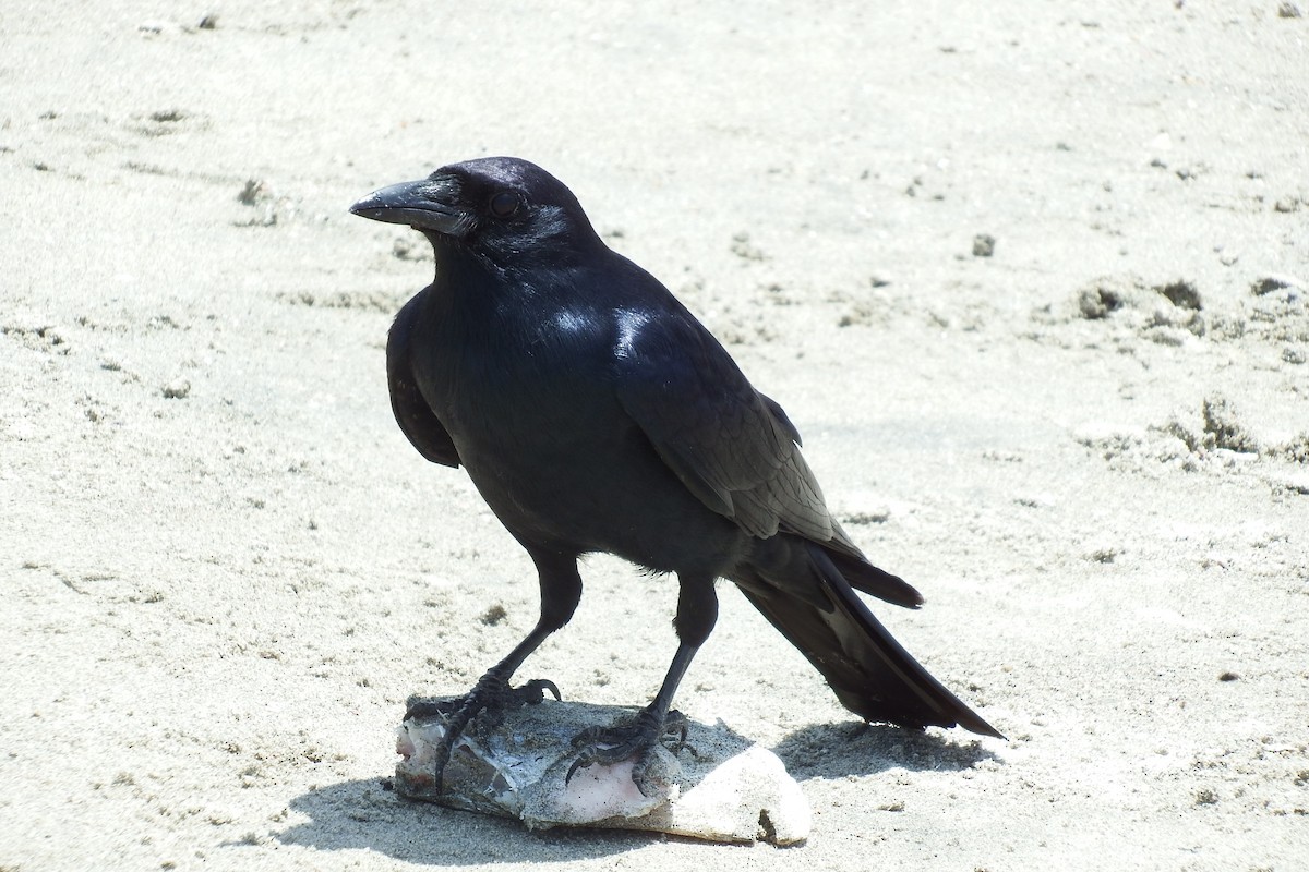 Sinaloa Crow - ML108908621