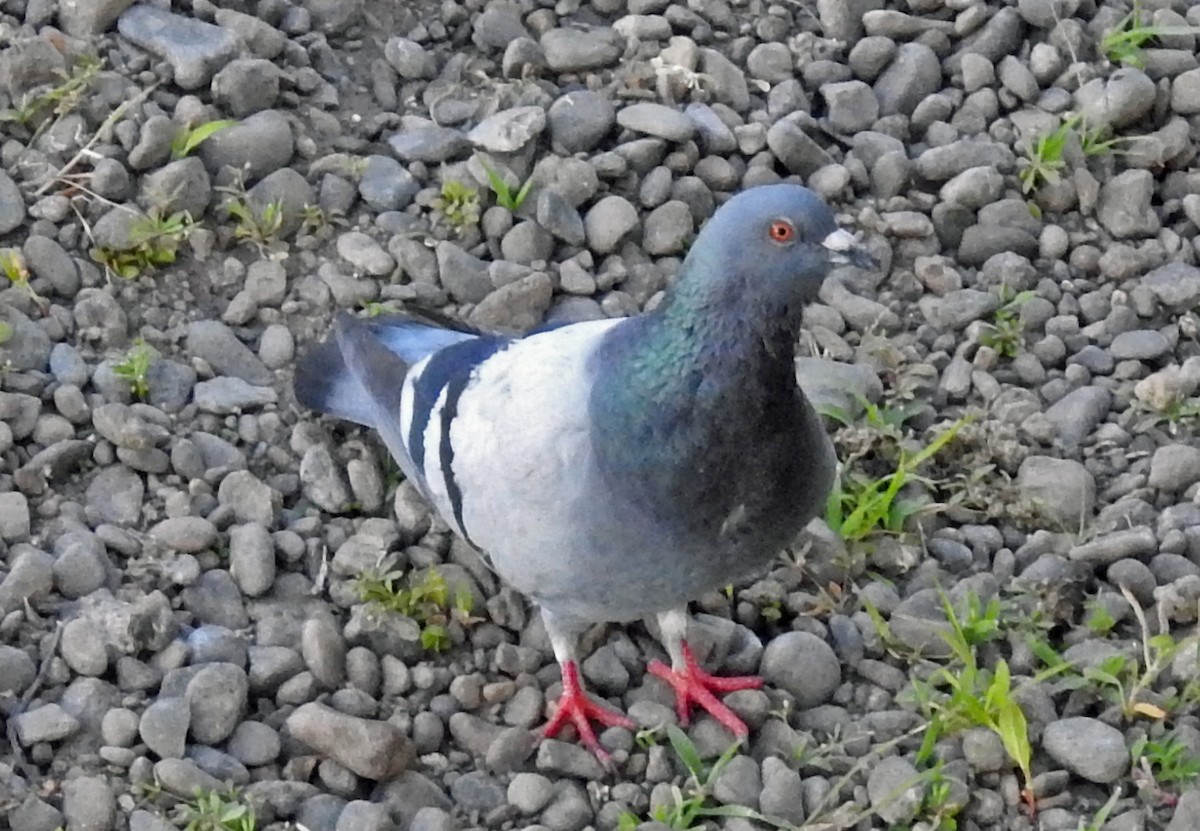Rock Pigeon (Feral Pigeon) - ML108909011