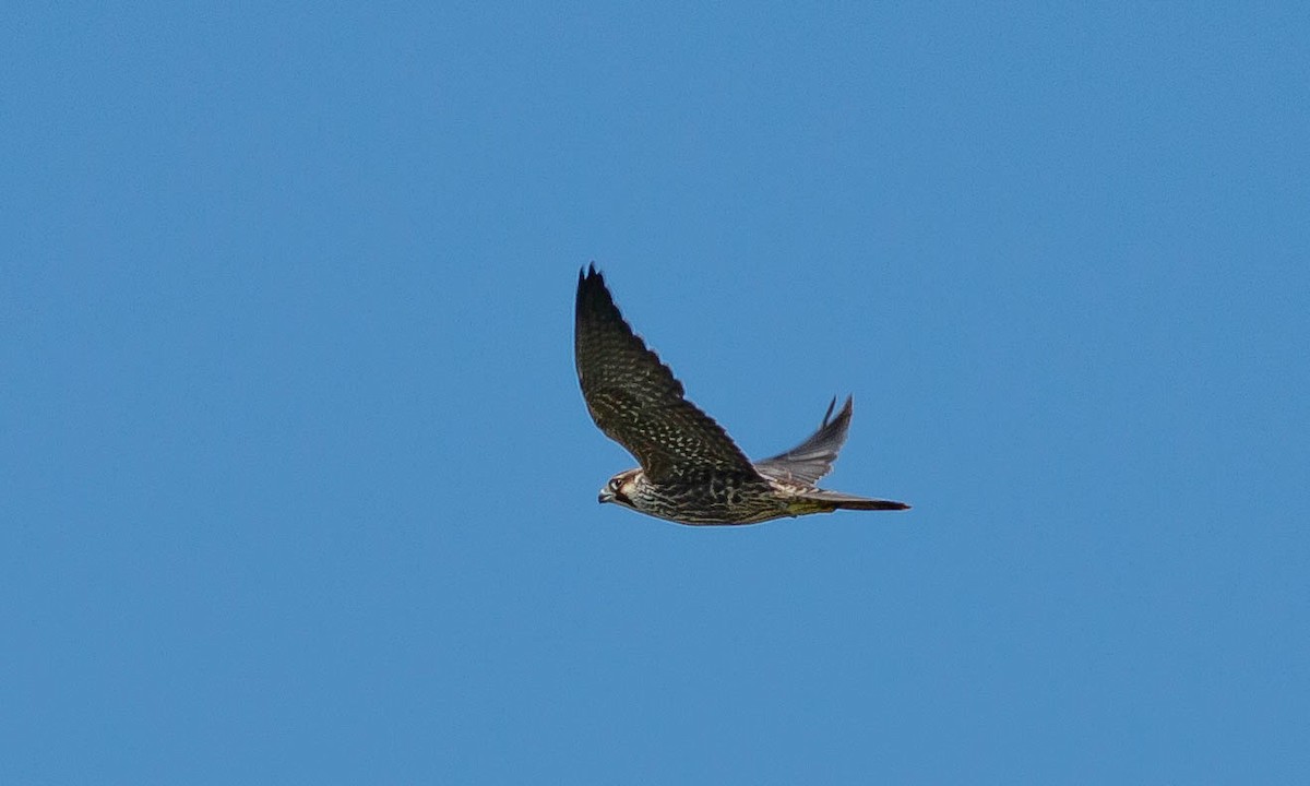 Peregrine Falcon (North American) - ML108910671