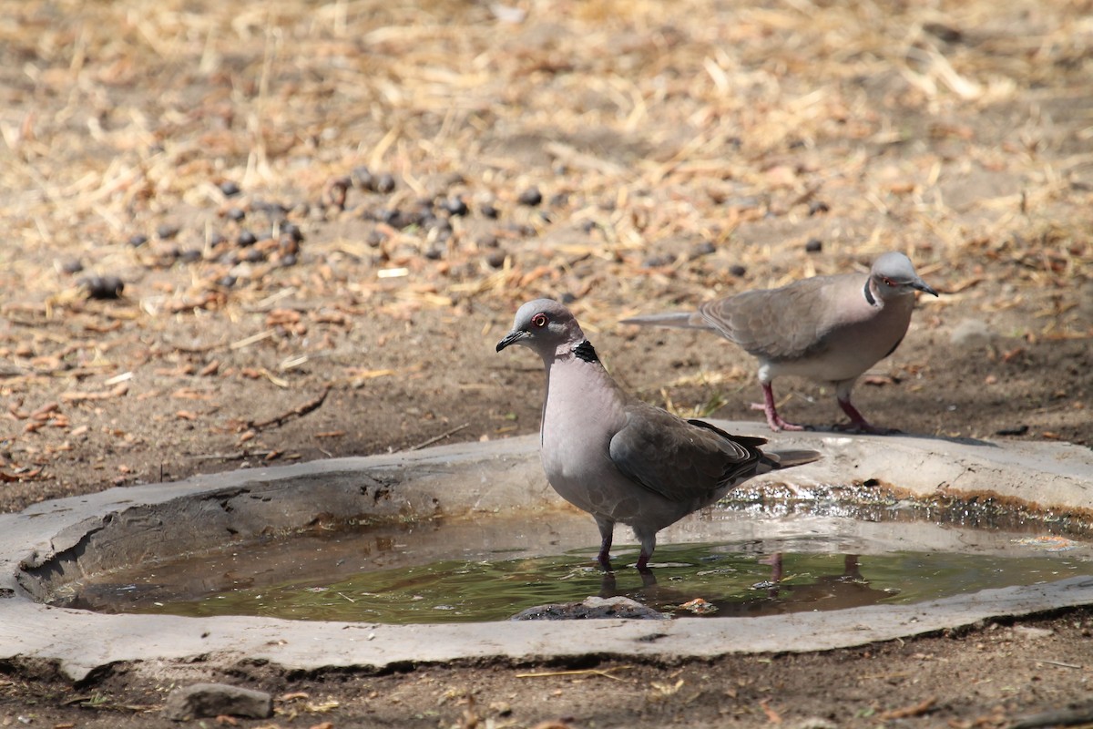Mourning Collared-Dove - ML108910731