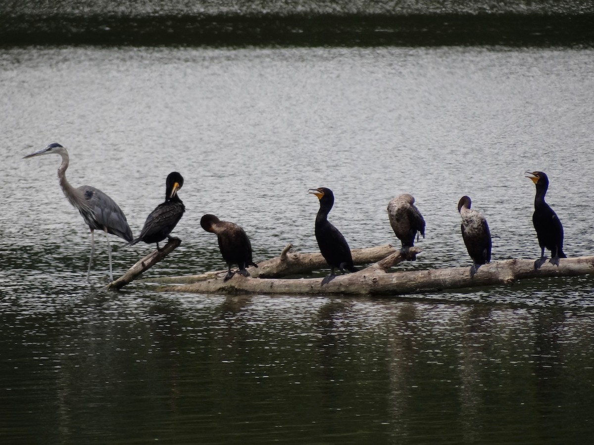 Double-crested Cormorant - Jeffrey Roth