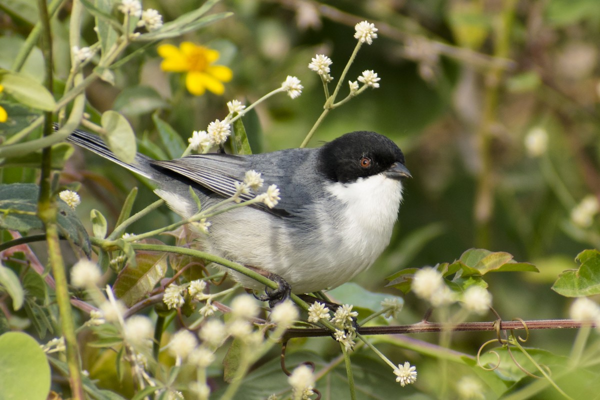 Black-capped Warbling Finch - ML108914871