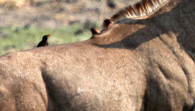 Yellow-billed Oxpecker - Kyle Gage