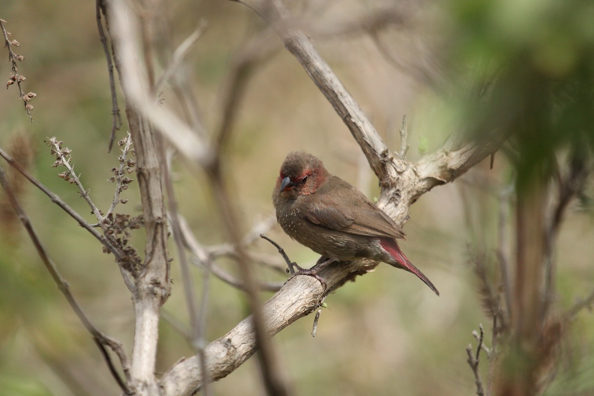 Red-billed Firefinch - Kyle Gage