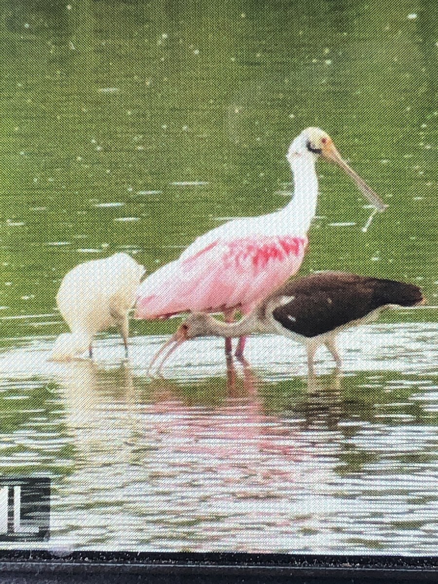 Roseate Spoonbill - Andrew Bell