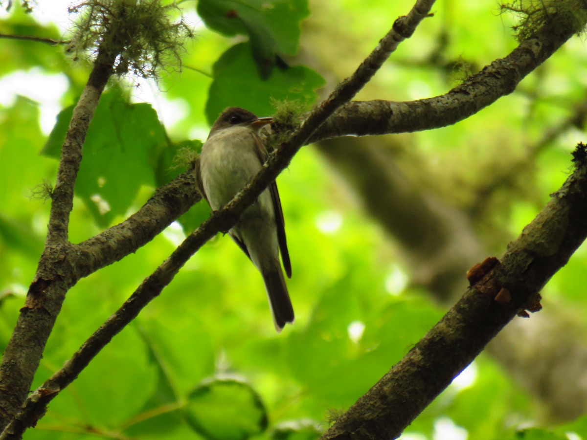 Eastern Wood-Pewee - Andy de Champlain