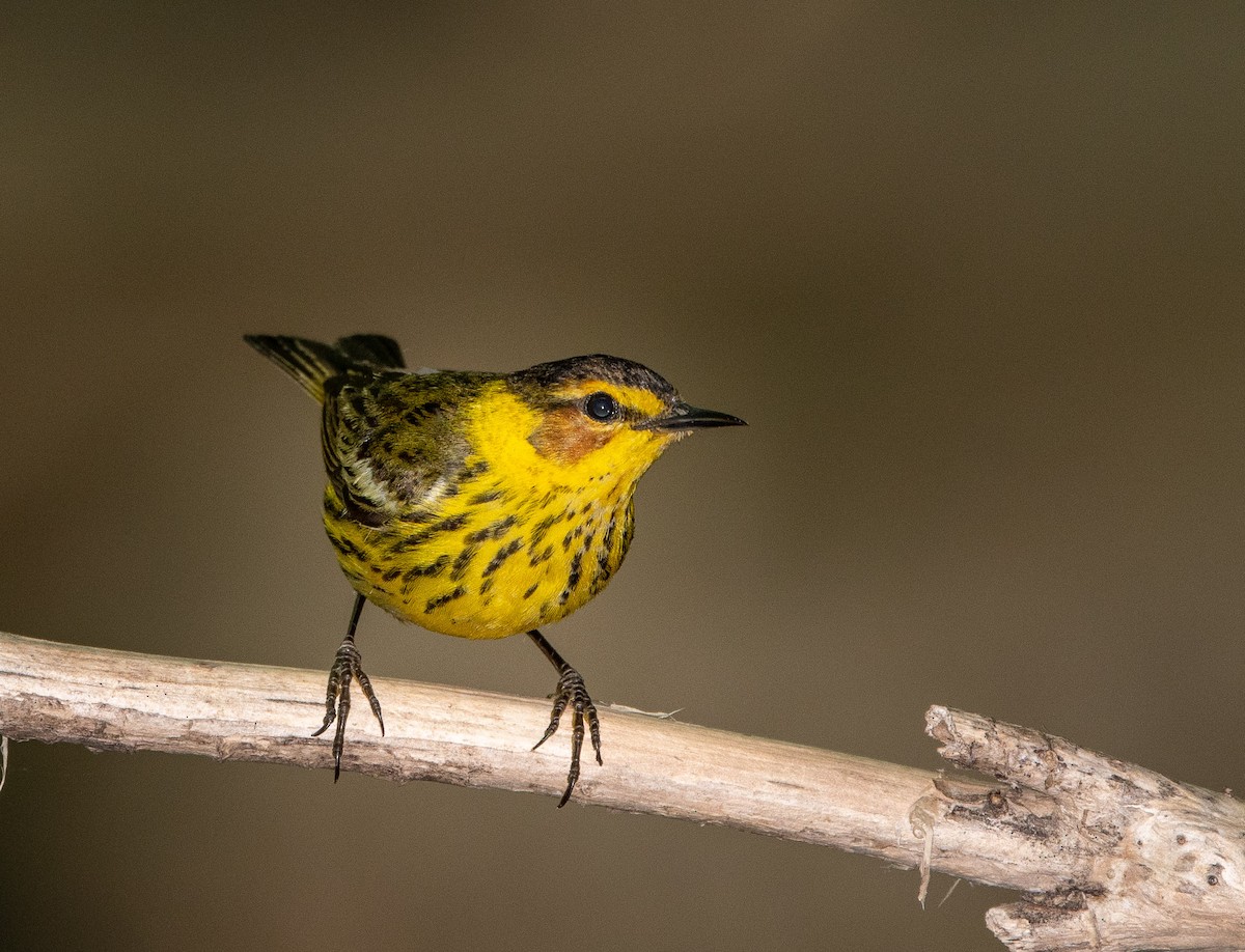Cape May Warbler - ML108919121