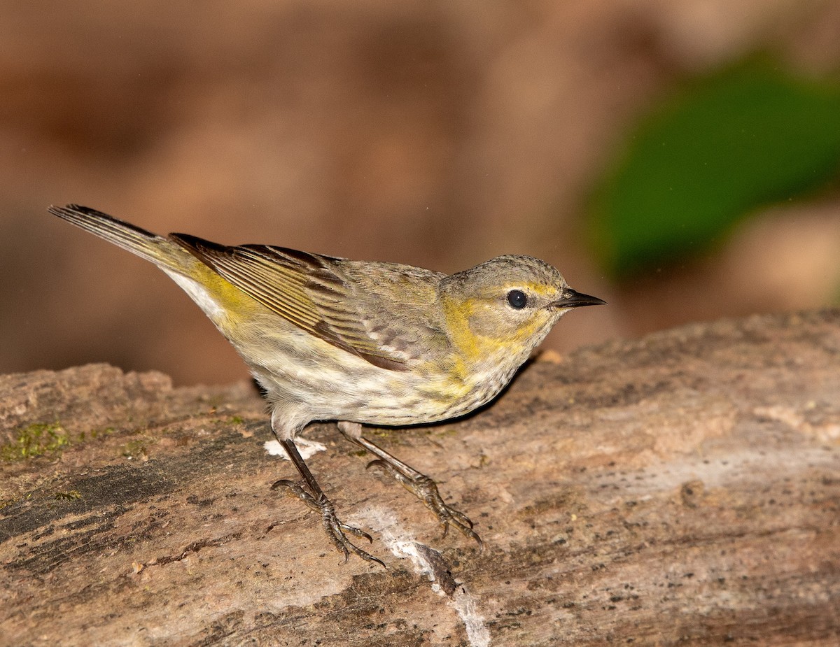 Cape May Warbler - ML108919661