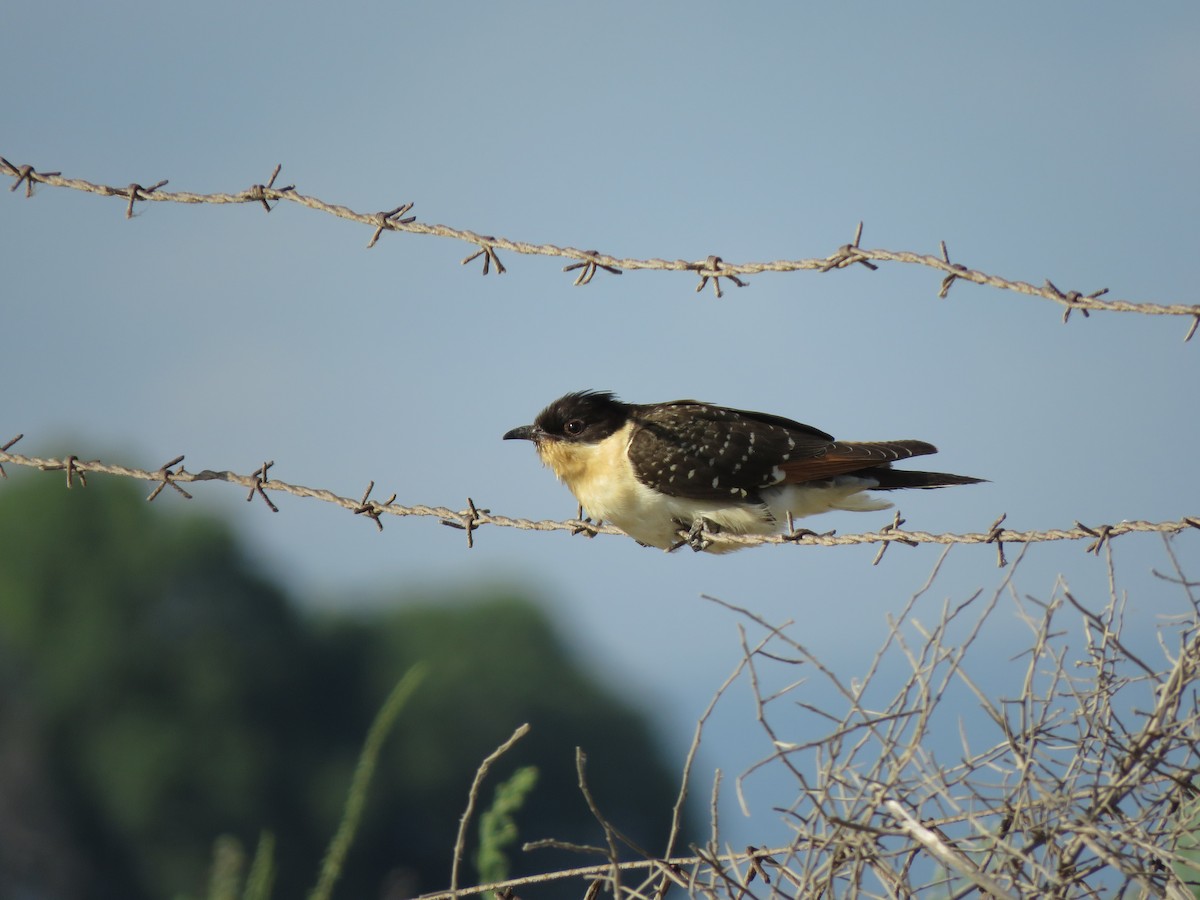 Great Spotted Cuckoo - Daniel Melamed