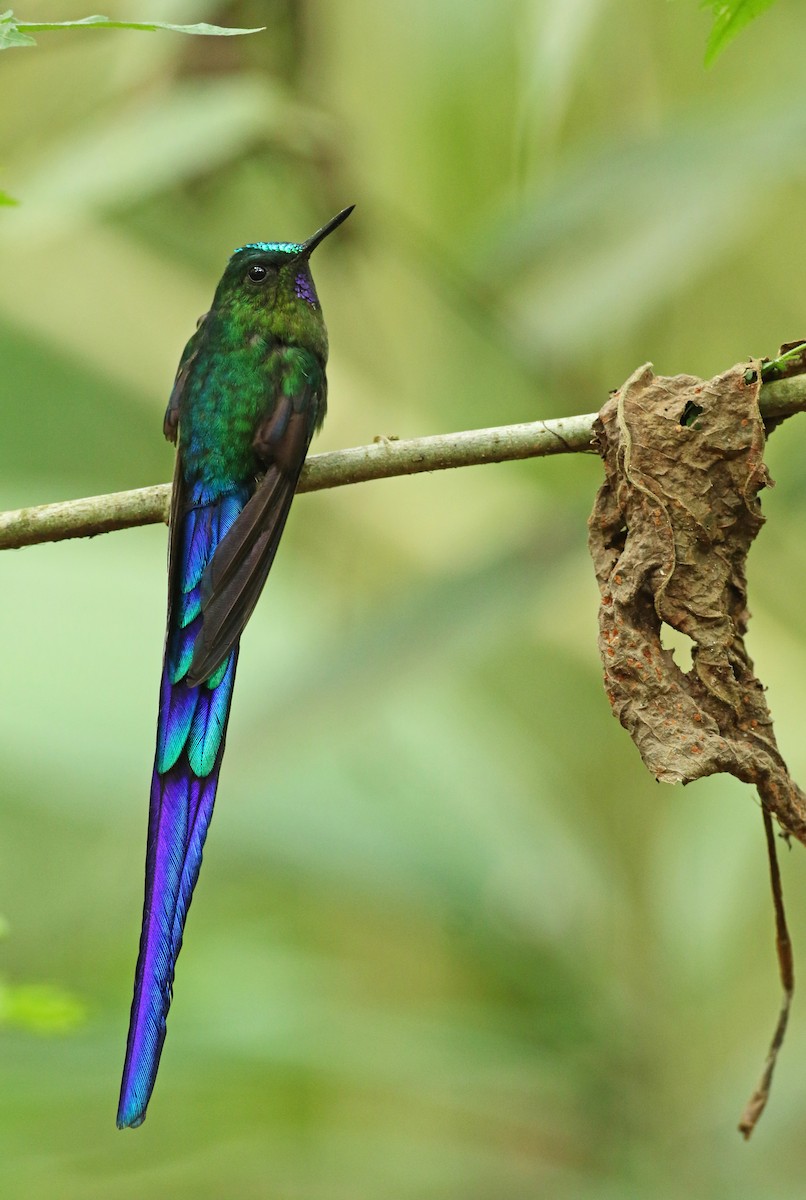 Violet-tailed Sylph - ML108921731