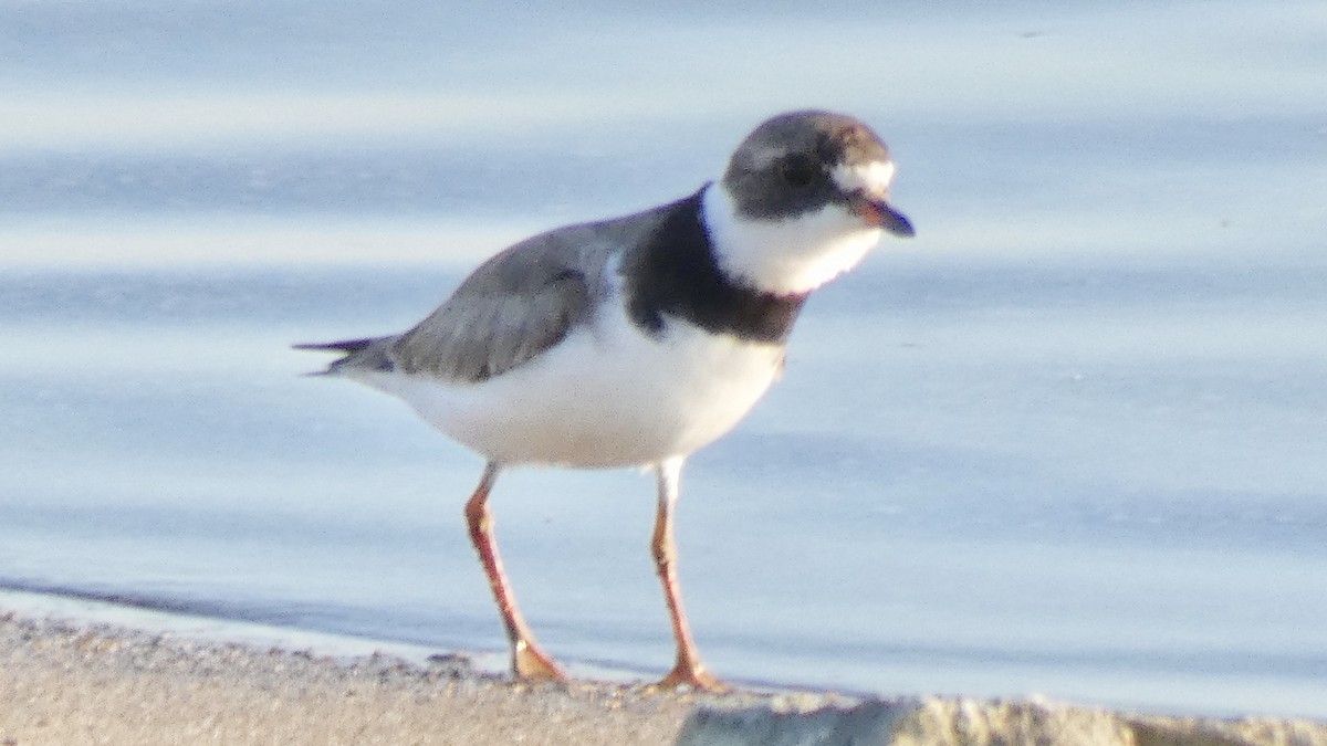 Semipalmated Plover - ML108922621