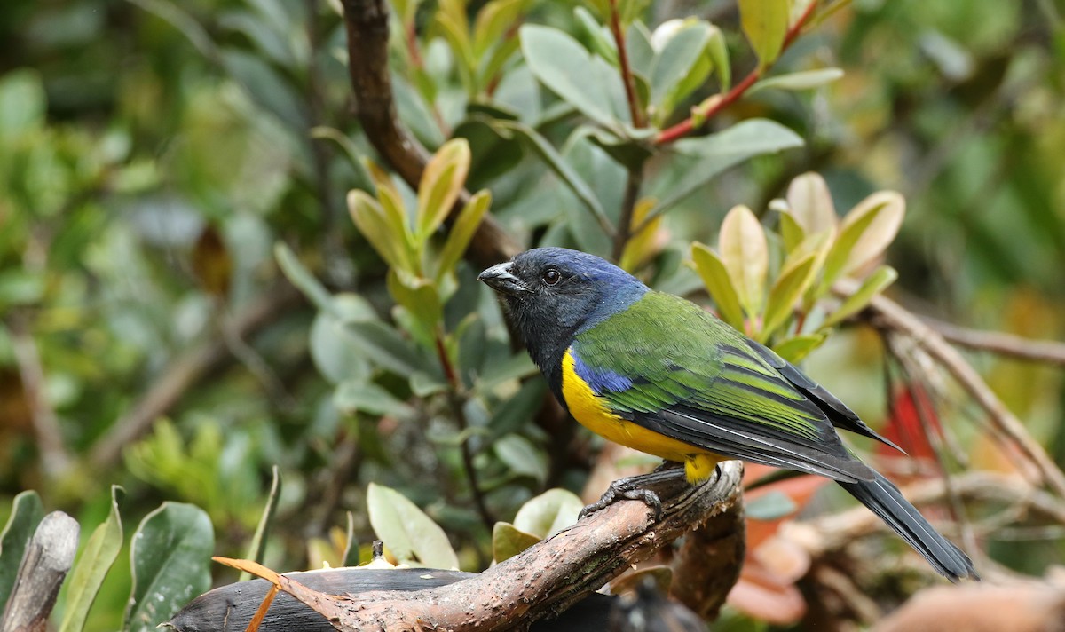 Black-chested Mountain Tanager - ML108923151