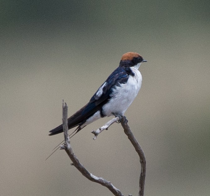 Wire-tailed Swallow - ML108928151
