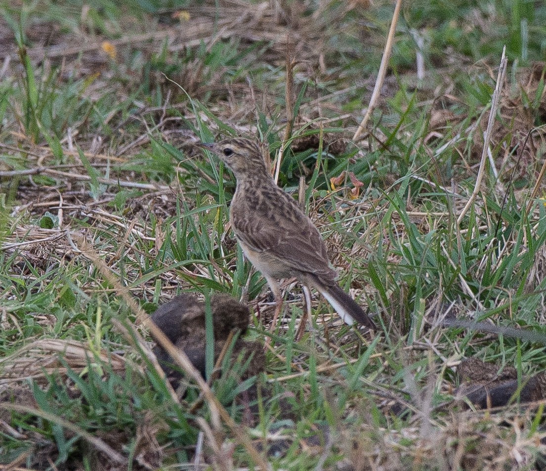 Pipit africain - ML108928791