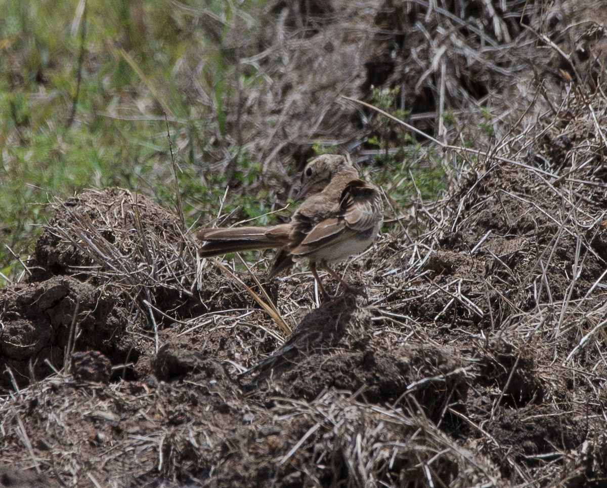 African Pipit - ML108928971