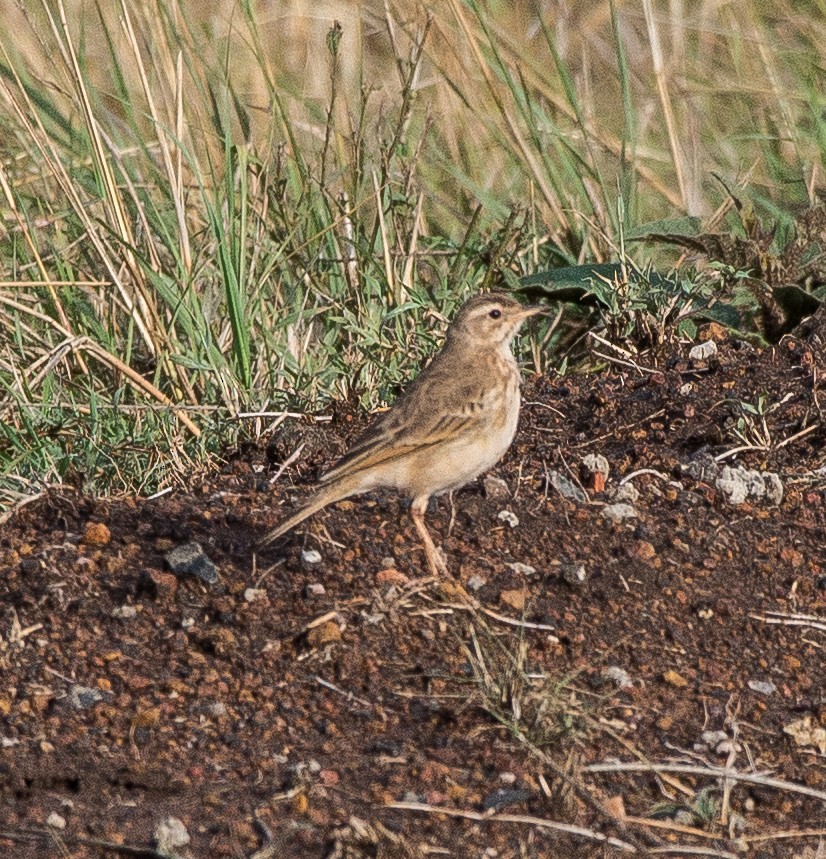 African Pipit - ML108929511