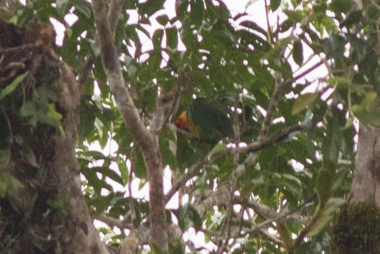 Large Fig-Parrot - ML108936221