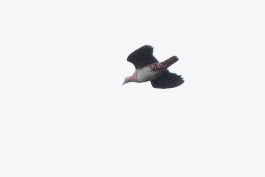 Zoe's Imperial-Pigeon - ML108936301