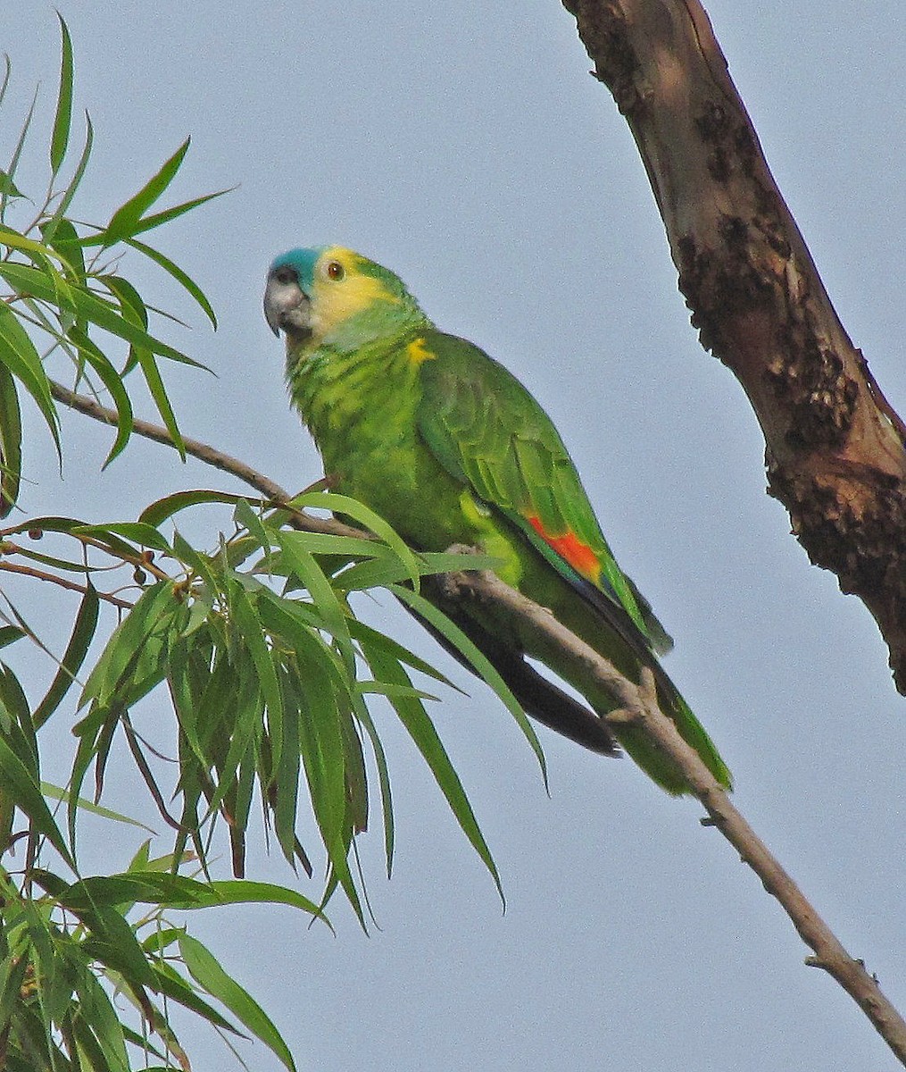 Turquoise-fronted Parrot - ML108940521