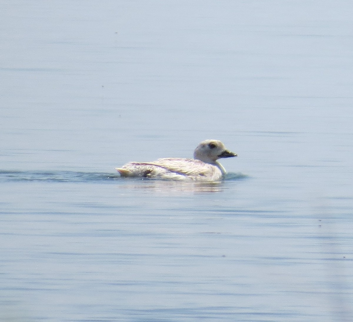 Long-tailed Duck - ML108940861