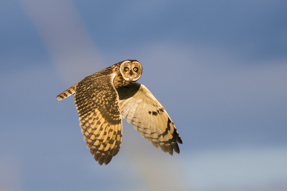 Short-eared Owl - ML108941211