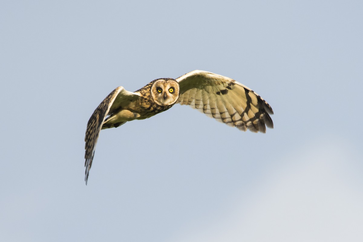 Short-eared Owl - ML108941231