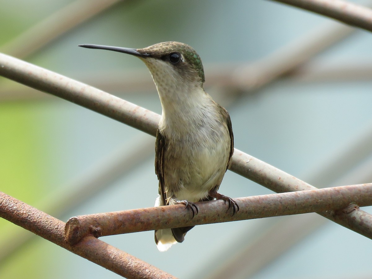 Ruby-throated Hummingbird - Kai Frueh