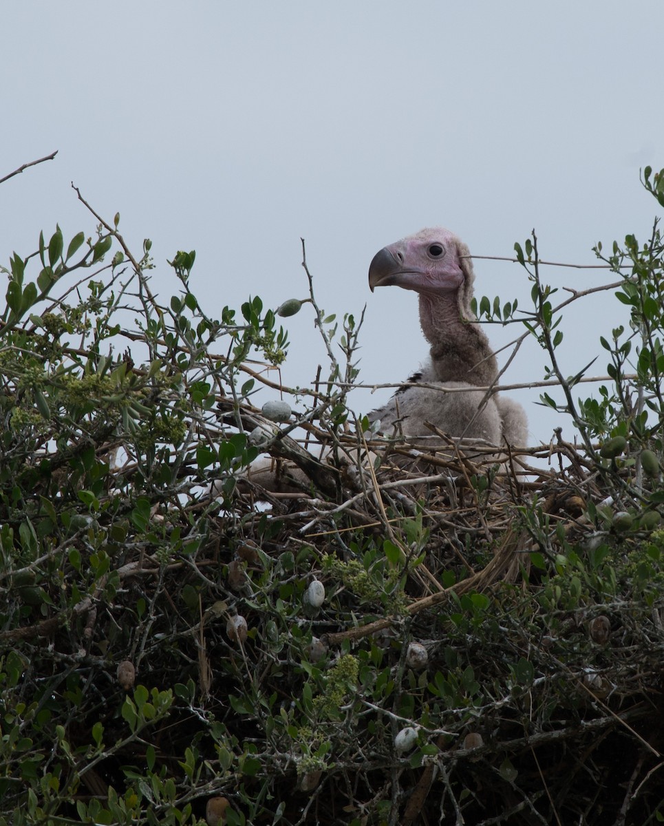 Lappet-faced Vulture - ML108945481