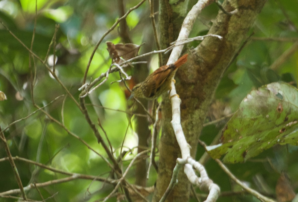 Rufous-tailed Xenops - Will Sweet