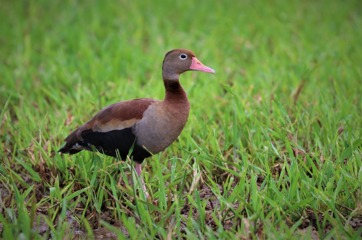 Black-bellied Whistling-Duck (autumnalis) - Anthony Levesque