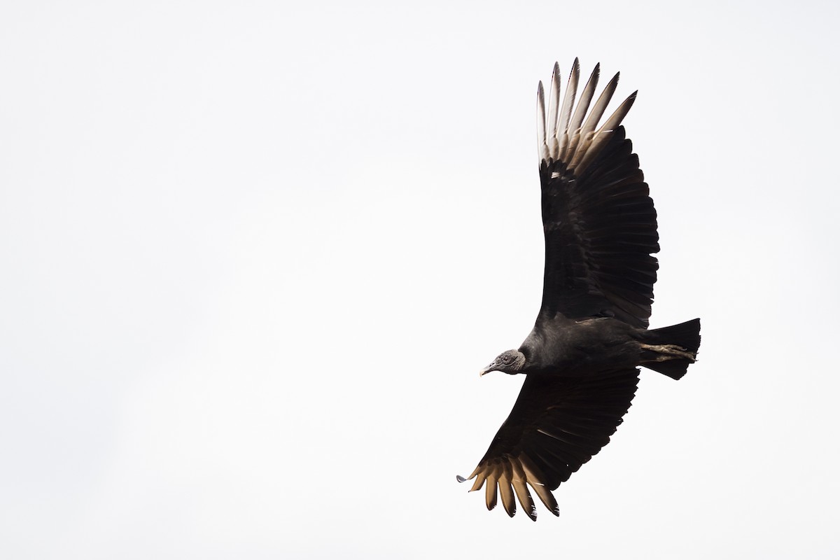 Black Vulture - ML108949521