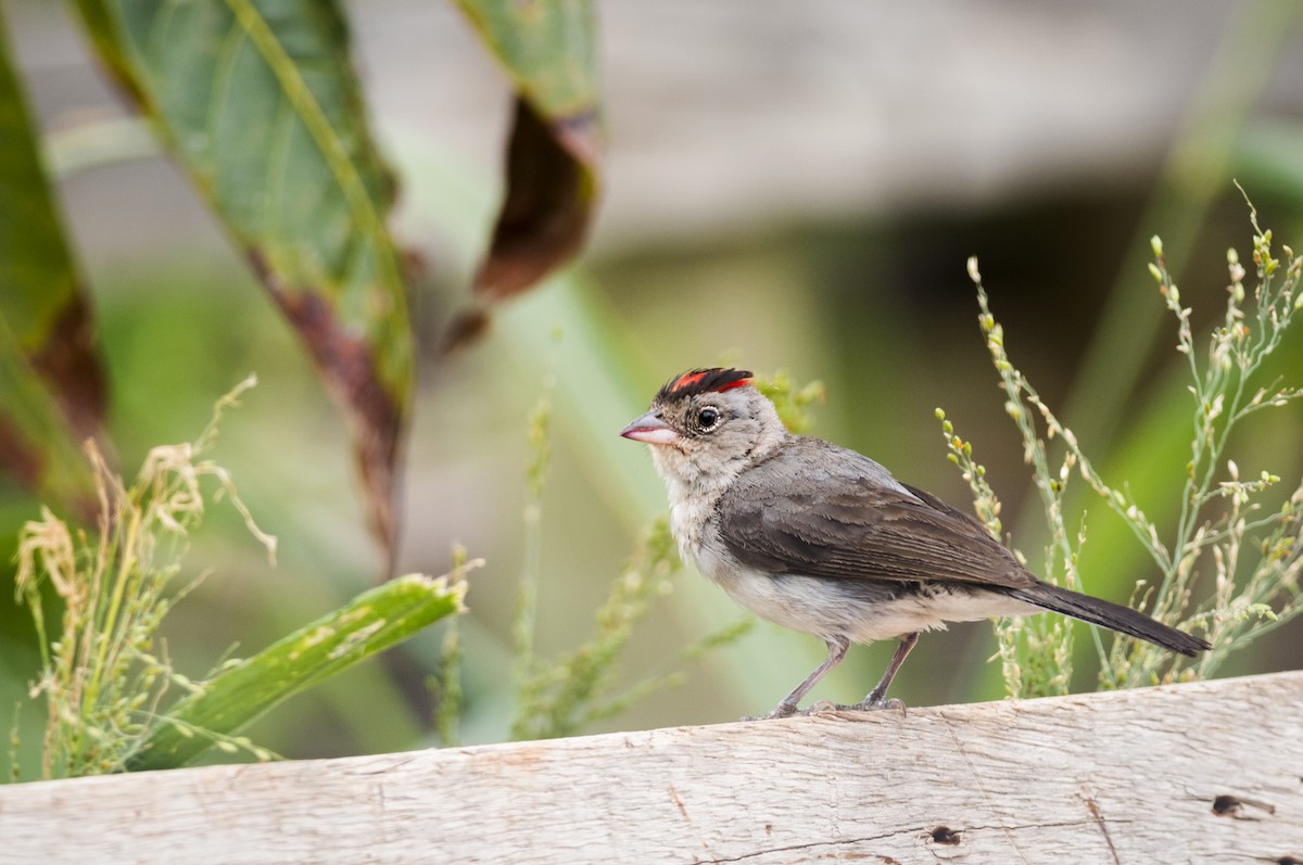Pileated Finch - ML108949711